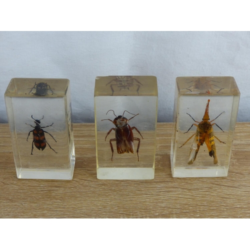 221 - A collection of 3 insects cased in lucite.