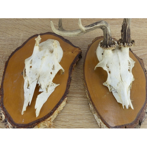 274 - 2 mounted skulls with antlers.