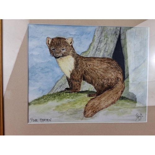 51 - A framed painting of a Pine Marten, signed by the artist. Measuring 37cm x 33cm.