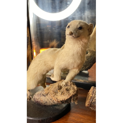 46 - A pair of Stoat taxidermies.