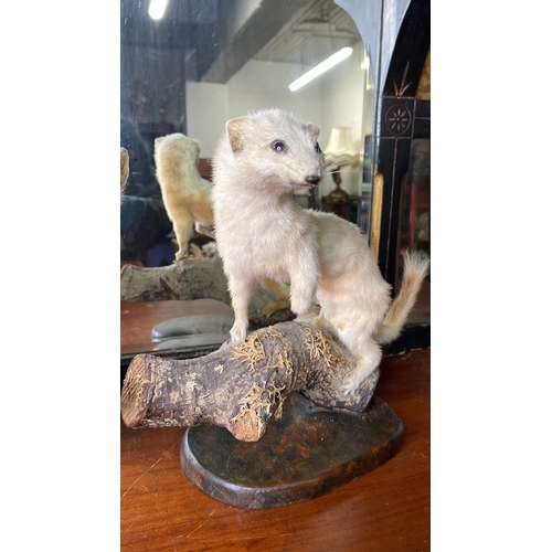 46 - A pair of Stoat taxidermies.