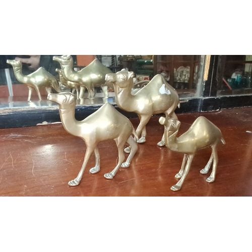 108 - A set of three vintage brass camels.