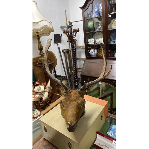 447 - A large taxidermy deer/ stag head, 30