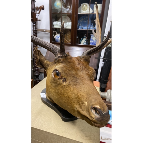 447 - A large taxidermy deer/ stag head, 30