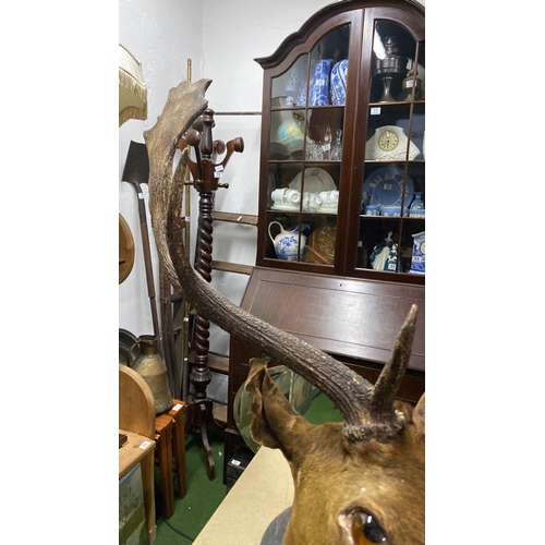 447 - A large taxidermy deer/ stag head, 30