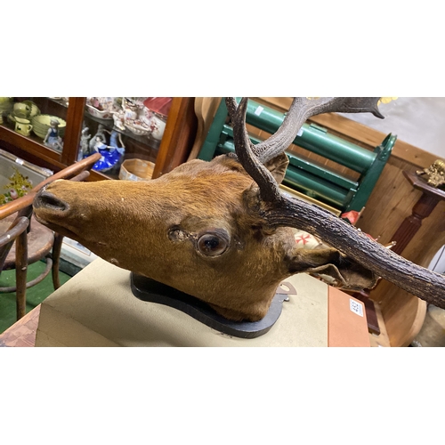 447 - A large taxidermy deer/ stag head, 30