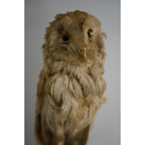 48 - An antique taxidermy owl.