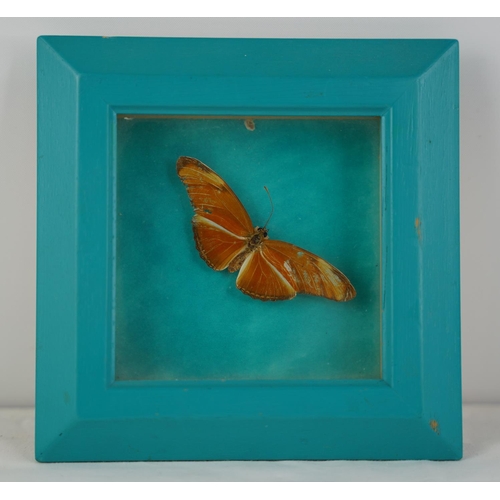 122 - A framed taxidermy butterfly.