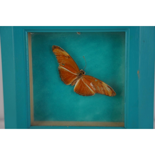 122 - A framed taxidermy butterfly.