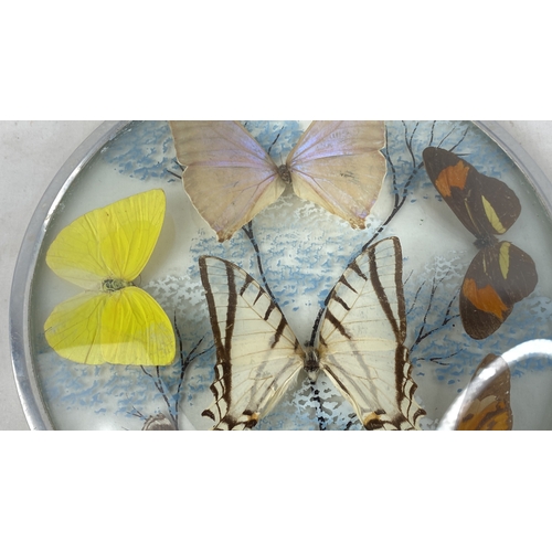 228 - A vintage dome shaped taxidermy wall display of butterflies.