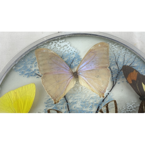 228 - A vintage dome shaped taxidermy wall display of butterflies.