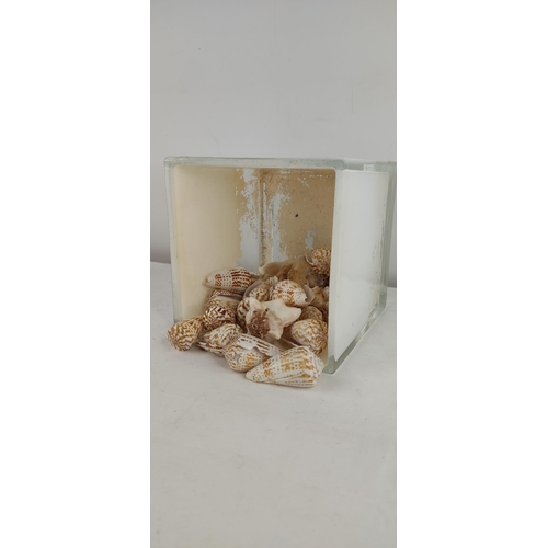 382 - A glass vase & collection of sea shells.