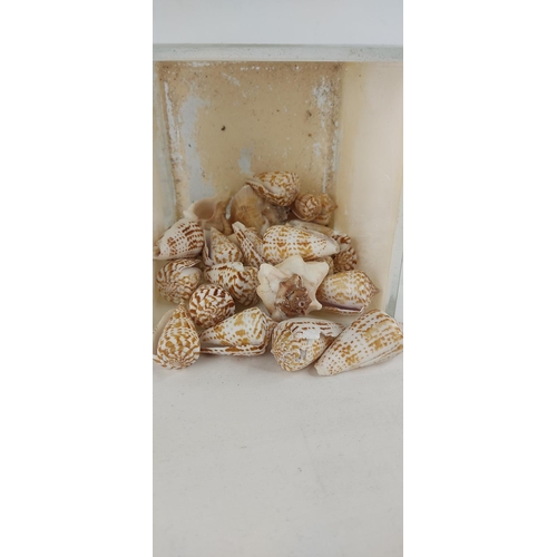 382 - A glass vase & collection of sea shells.