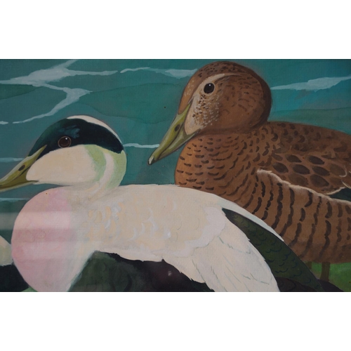 117 - A Superb large watercolour, 'Eider Duck', signed Ralston Gudgeon, measuring 72cm x 55cm.