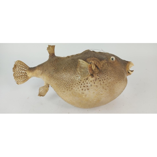 399 - A rare vintage taxidermy of a puffer fish.