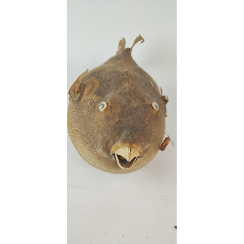 399 - A rare vintage taxidermy of a puffer fish.