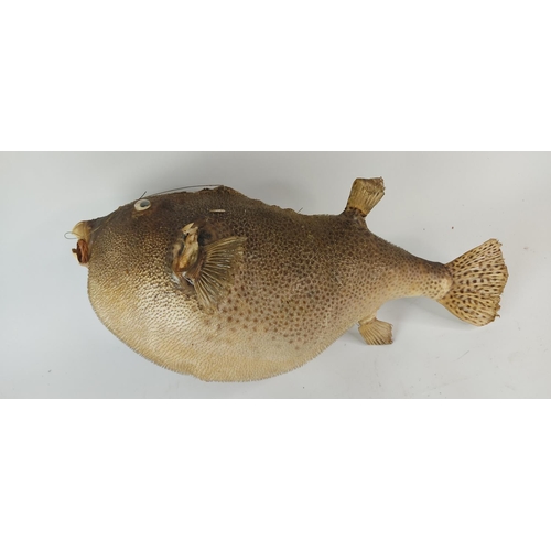 399 - A rare vintage taxidermy of a puffer fish.