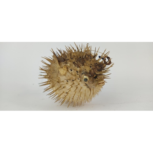 400 - A rare vintage taxidermy of a Porcupine puffer fish.