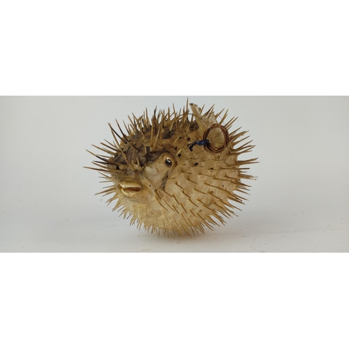 400 - A rare vintage taxidermy of a Porcupine puffer fish.
