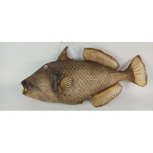 402 - A rare taxidermy of a Real King Triggerfish.