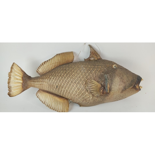 402 - A rare taxidermy of a Real King Triggerfish.