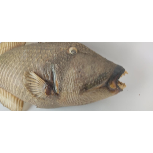 402 - A rare taxidermy of a Real King Triggerfish.