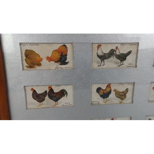 75 - Set of 9 framed Player's Cigarettes poultry breed cards, each colour-printed with cockerel and hen s... 