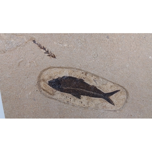 A fantastic fossil fish specimen preserved in a rectangular limestone ...