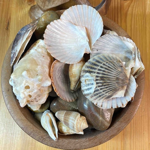 608 - A carved wooden bowl on a sculptural interlaced branch-form stand, presented with assorted seashells... 