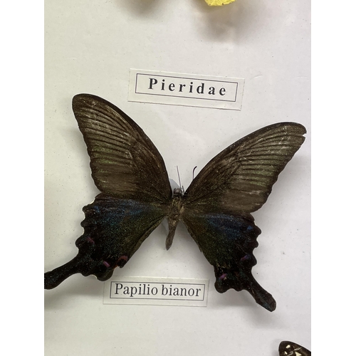 585 - CASE OF PINNED AND MOUNTED BUTTERFLIES