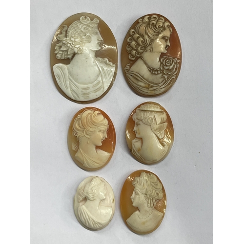 513 - UNMOUNTED CARVED SHELL CAMEOS