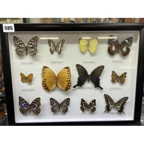 585 - CASE OF PINNED AND MOUNTED BUTTERFLIES