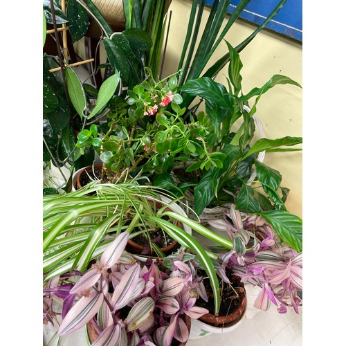 24 - SELECTION OF PLANTERS WITH INDOOR PLANTS