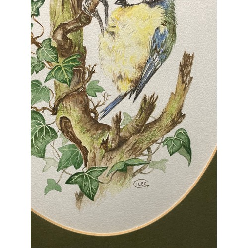 21 - WATERCOLOURS ON PAPER BLUE TITS AND KINGFISHER FRAMED AND GLAZED SIGNED GILES