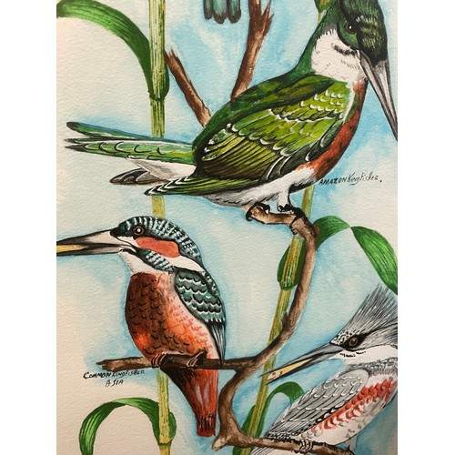 432 - WATER COLOUR PANEL DEPICTING VARIOUS KINGFISHERS FRAMED AND GLAZED