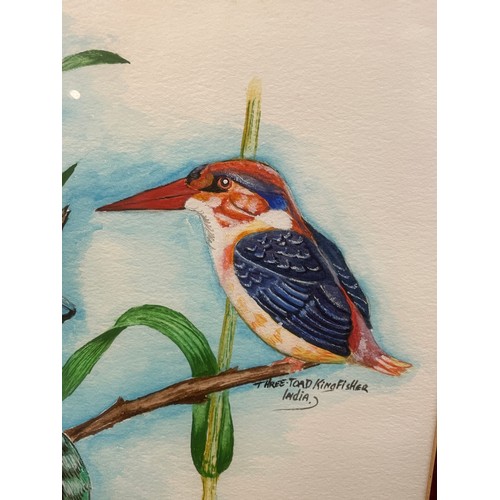 432 - WATER COLOUR PANEL DEPICTING VARIOUS KINGFISHERS FRAMED AND GLAZED