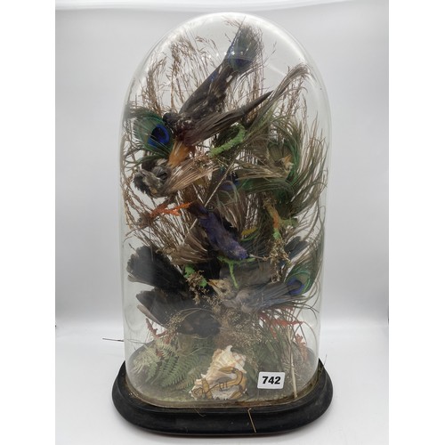 742 - 19TH CENTURY TAXIDERMIC OF MIXED SMALL BIRDS IN SETTING UNDER GLASS DOME