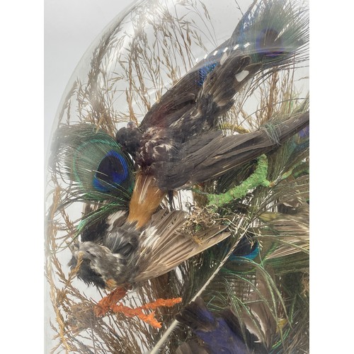 742 - 19TH CENTURY TAXIDERMIC OF MIXED SMALL BIRDS IN SETTING UNDER GLASS DOME