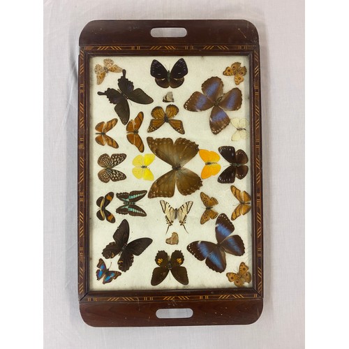 715 - WOODEN PARQUETRY BORDED SERVING TRAY WITH ENCASED BUTTERFLIES