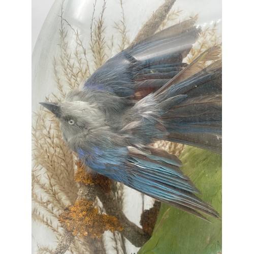 741 - 19TH CENTURY TAXIDERMIC OF THREE BIRDS IN NATURALISTIC SETTING UNDER GLASS DOME