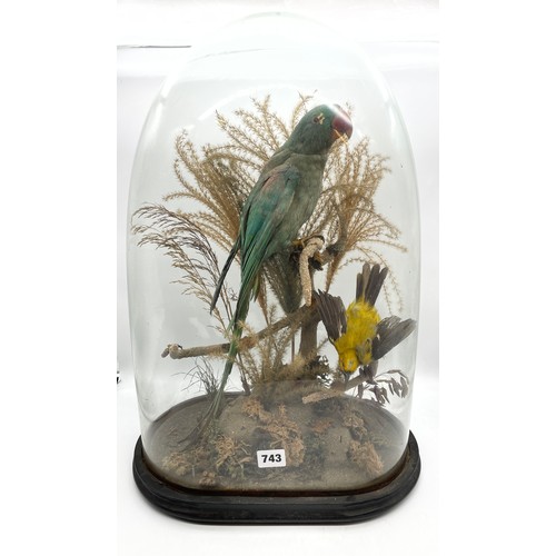 743 - 19TH CENTURY TAXIDERMIC OF PARAKEET BIRD AND ONE OTHER IN SETTING UNDER LARGER GLASS DOME