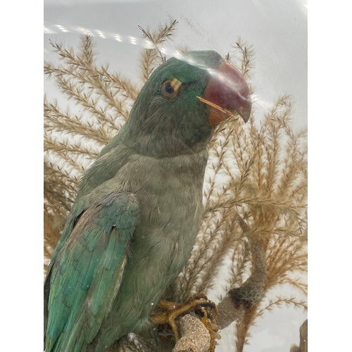 743 - 19TH CENTURY TAXIDERMIC OF PARAKEET BIRD AND ONE OTHER IN SETTING UNDER LARGER GLASS DOME