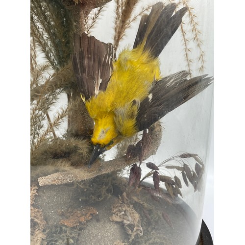 743 - 19TH CENTURY TAXIDERMIC OF PARAKEET BIRD AND ONE OTHER IN SETTING UNDER LARGER GLASS DOME