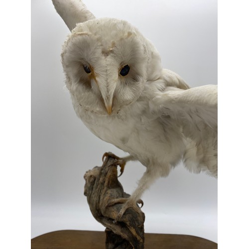 571 - TAXIDERMIC SNOWY OWL ON NATURALISTIC TREE STUMP