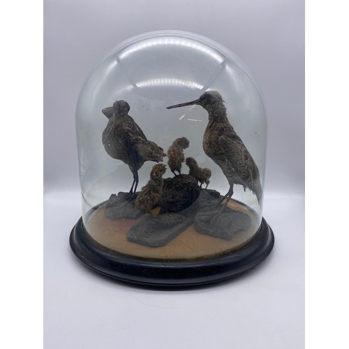 536 - CIRCULAR DOME OF TAXIDERMIC WOODCOCK AND CHICKS