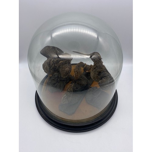 536 - CIRCULAR DOME OF TAXIDERMIC WOODCOCK AND CHICKS