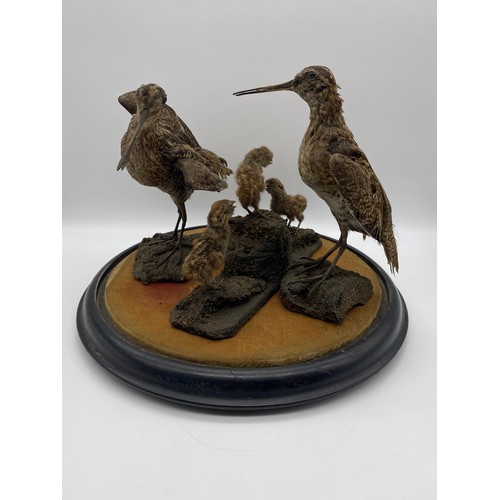 536 - CIRCULAR DOME OF TAXIDERMIC WOODCOCK AND CHICKS