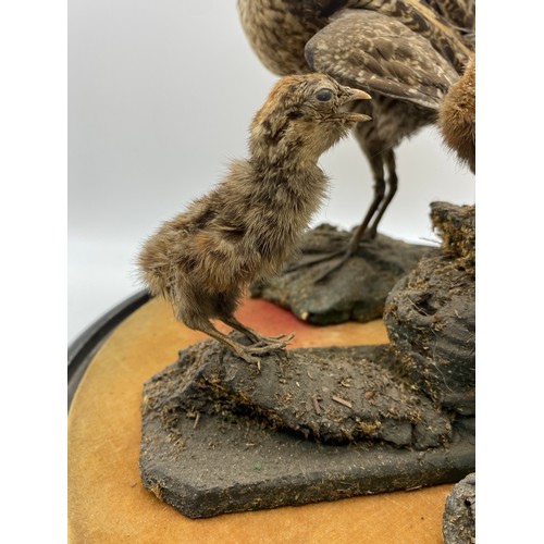 536 - CIRCULAR DOME OF TAXIDERMIC WOODCOCK AND CHICKS