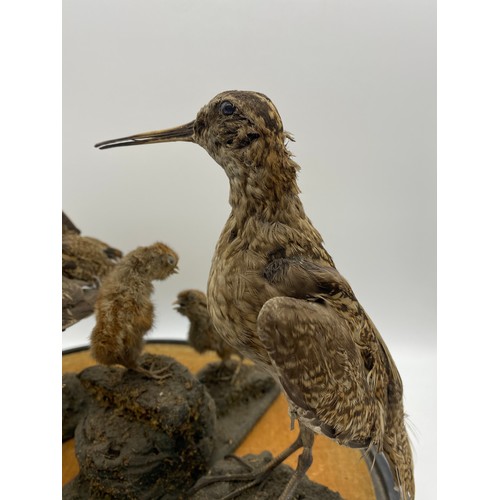 536 - CIRCULAR DOME OF TAXIDERMIC WOODCOCK AND CHICKS