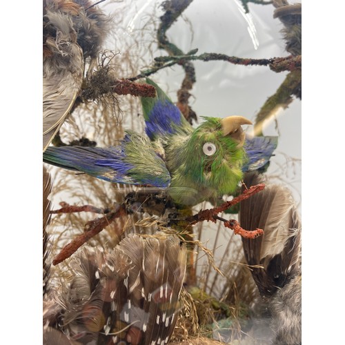 535 - TAXIDERMIC DISPLAY OF VARIOUS SMALL BIRDS UNDER DOME (DOME AS FOUND)